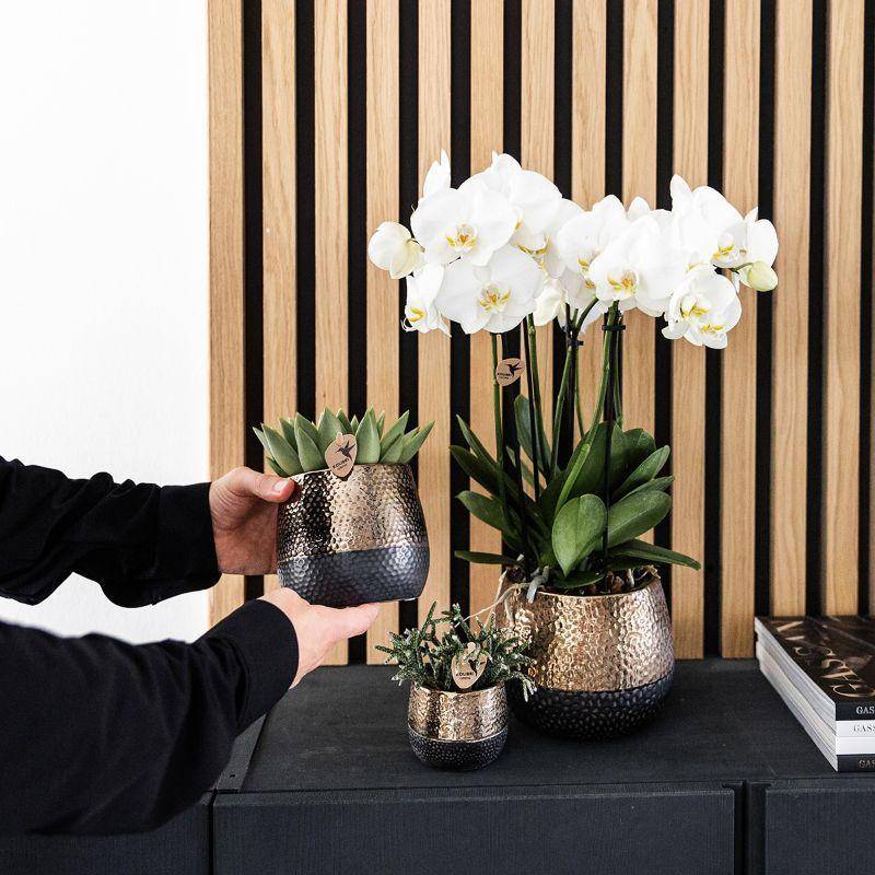 La Green Touch - Coffret Home Hub | Orchidée Phalaenopsis et Plantes Succulentes- La Green Touch - Image 5