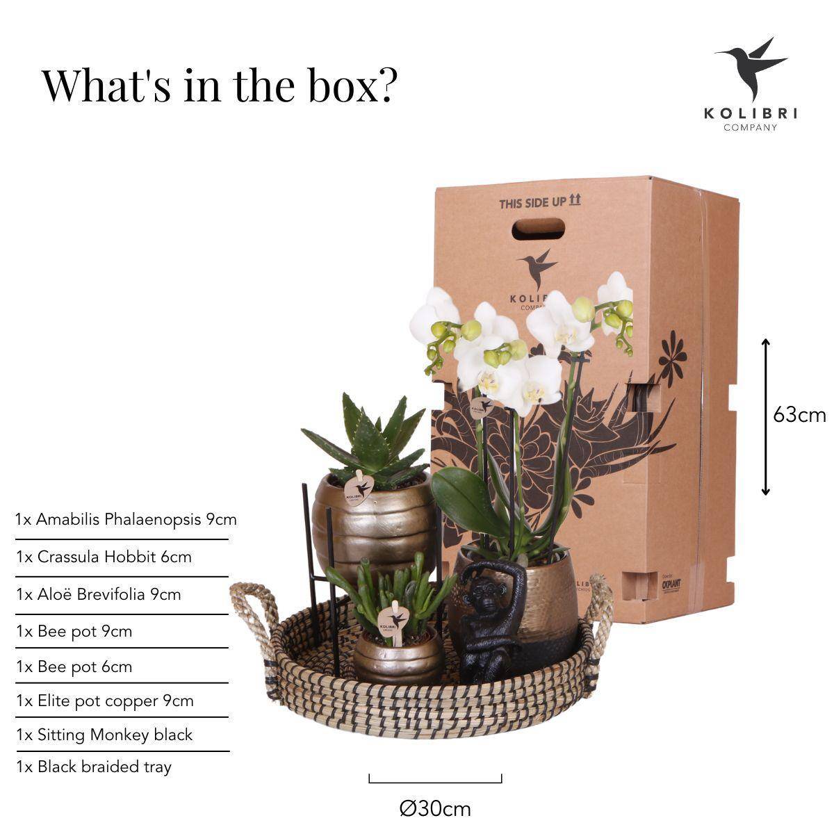 La Green Touch - Coffret Home Hub | Orchidée Phalaenopsis et Plantes Succulentes- La Green Touch - Image 2