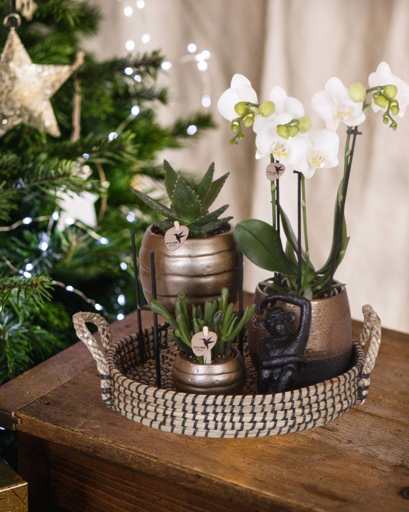 La Green Touch - Coffret Home Hub | Orchidée Phalaenopsis et Plantes Succulentes- La Green Touch