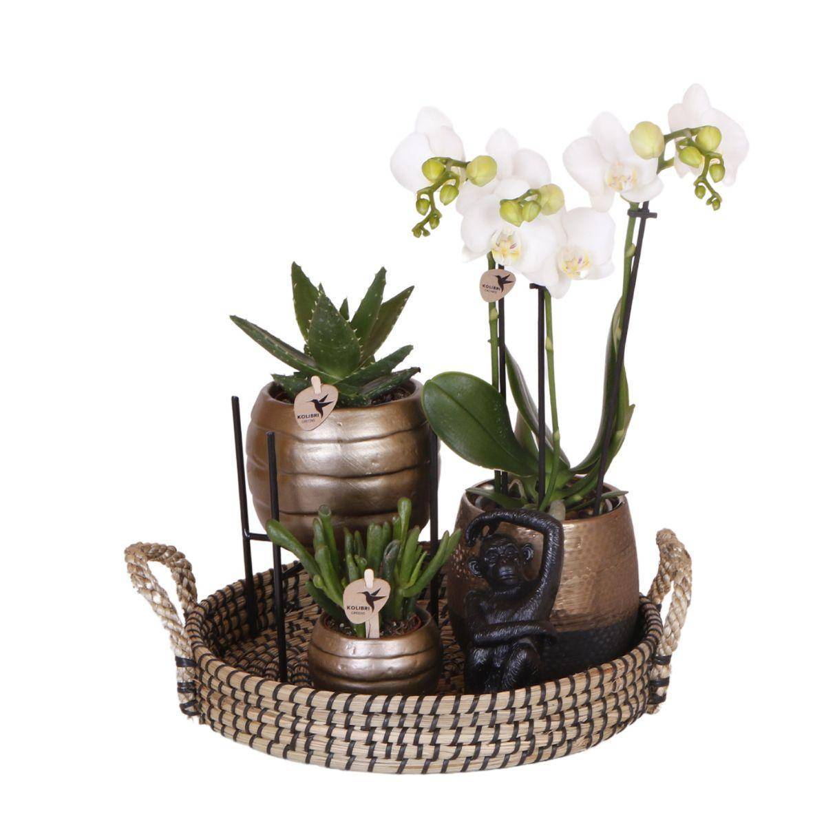 La Green Touch - Coffret Home Hub | Orchidée Phalaenopsis et Plantes Succulentes- La Green Touch - Image 3