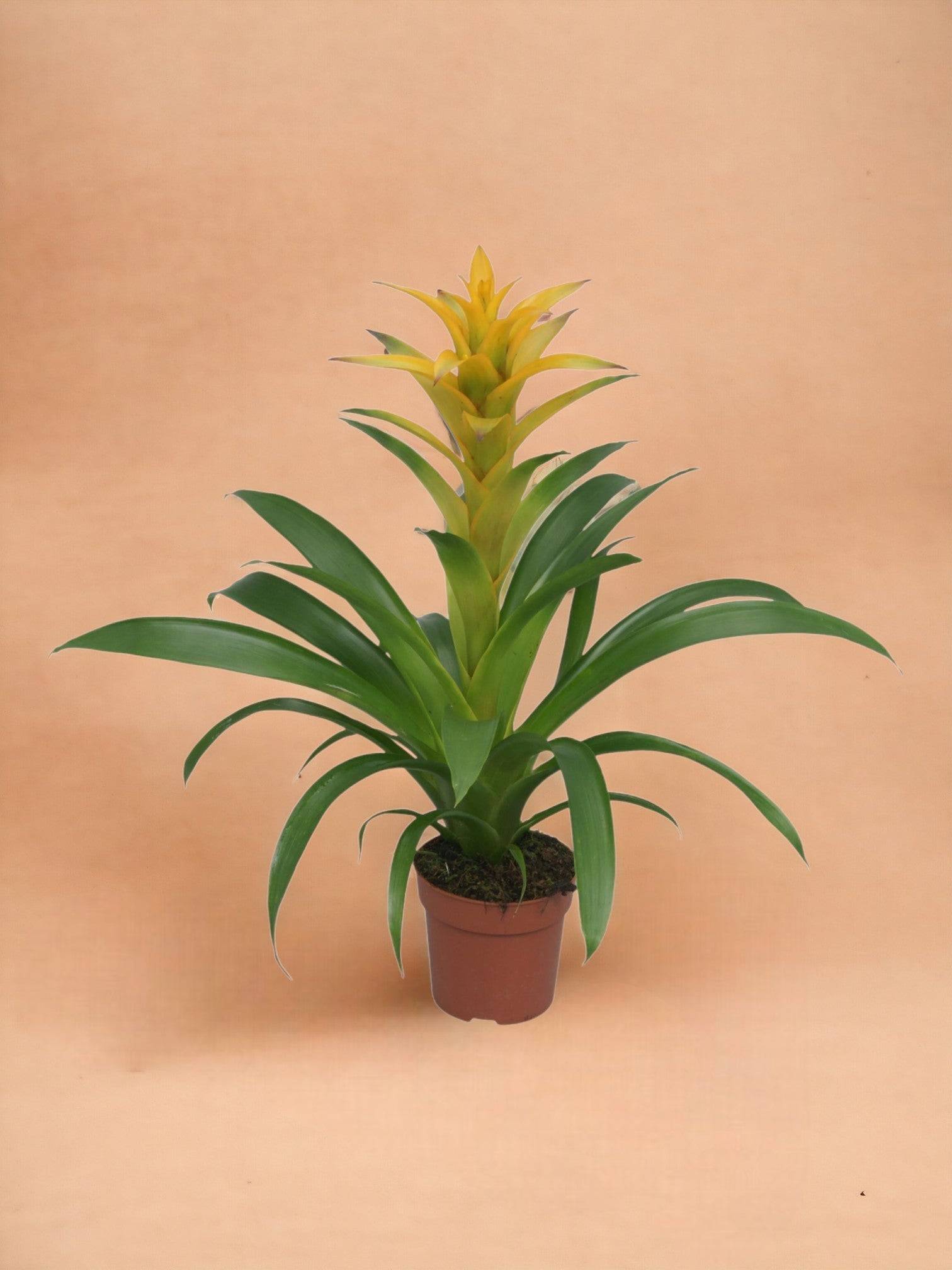 La Green Touch - Bromelia Guzmania Desire 45cm - Plante d'intérieur- La Green Touch - Imagen 2
