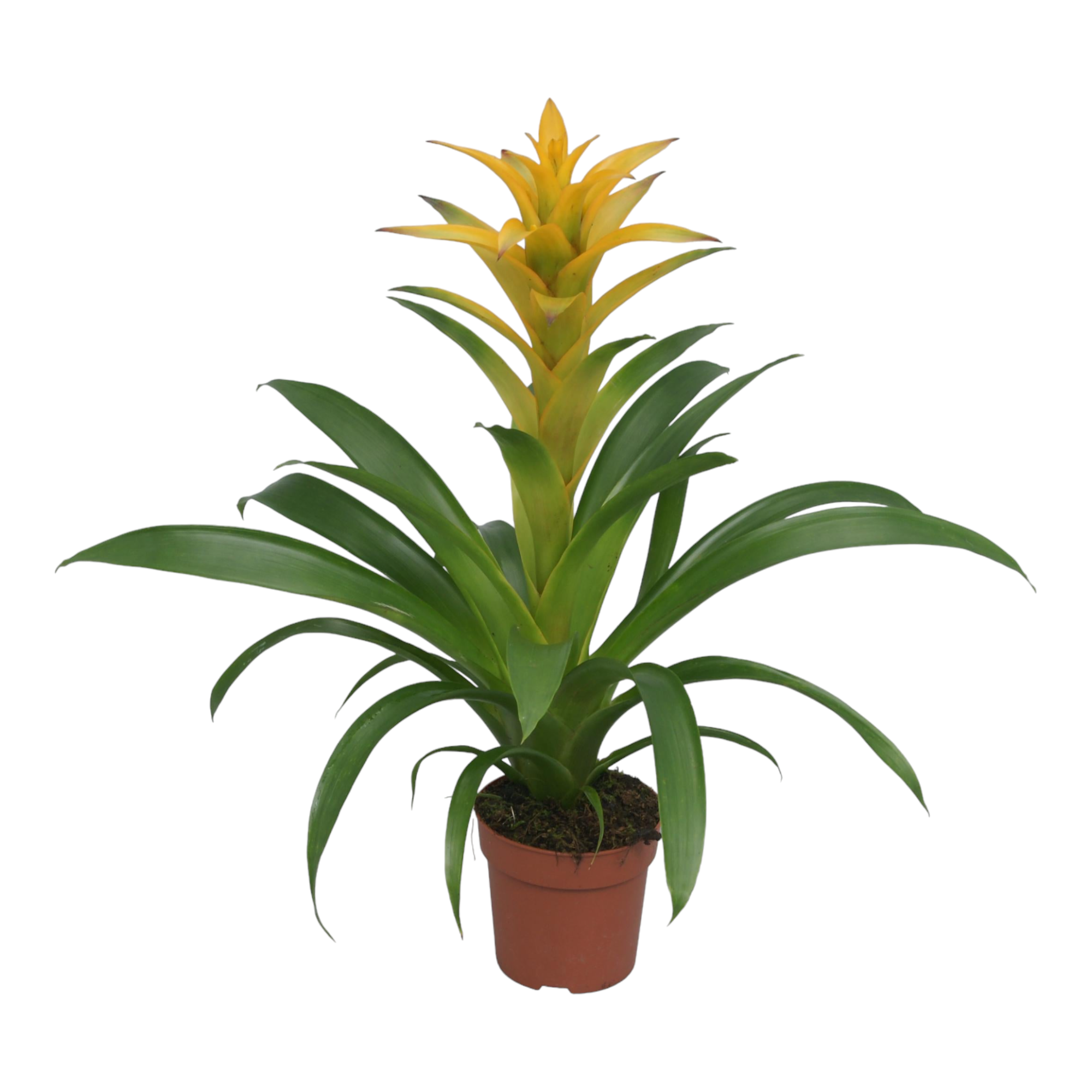 Bromelia Guzmania Desire 45cm - Plante d'intérieur- La Green Touch