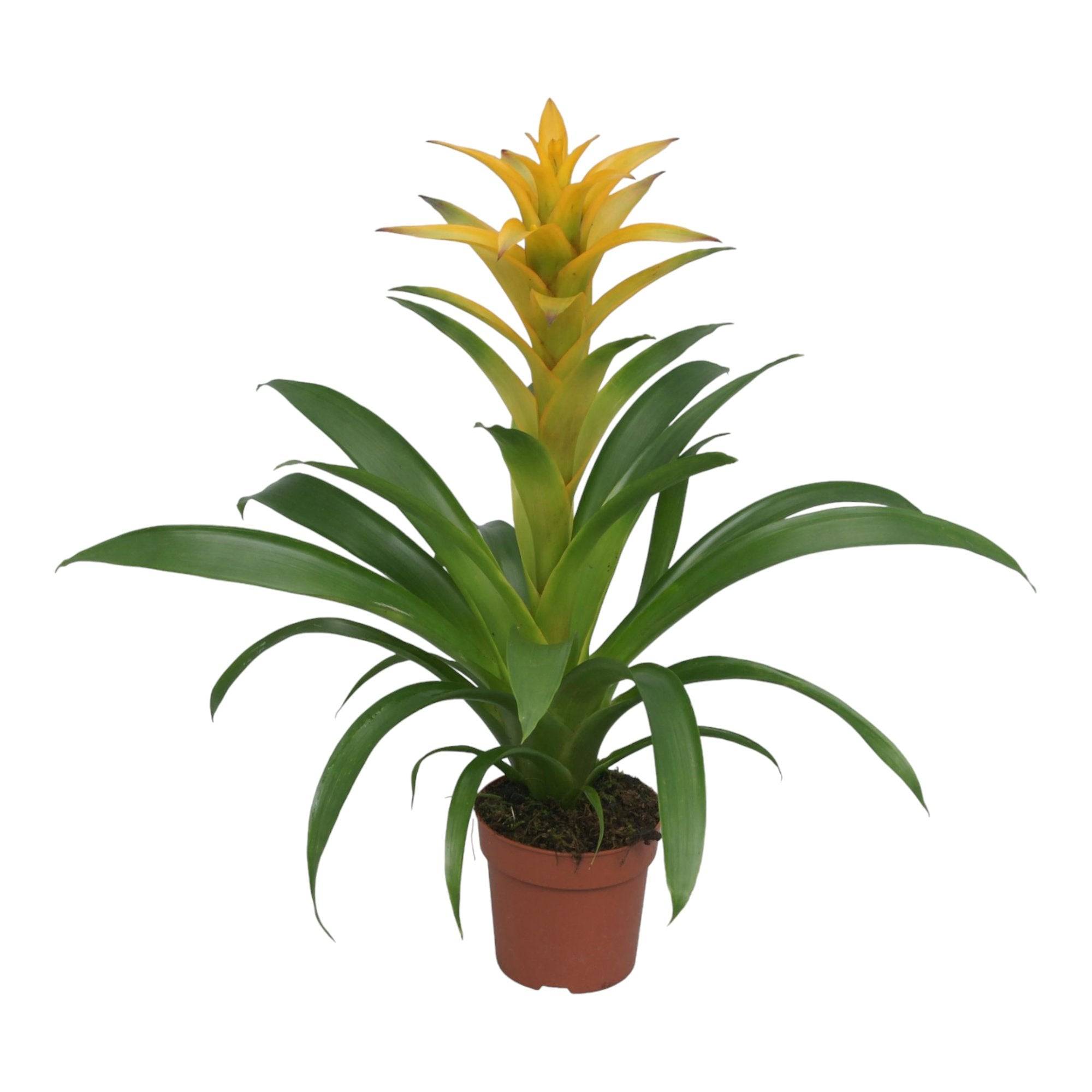 La Green Touch - Bromelia Guzmania Desire 45cm - Plante d'intérieur- La Green Touch - Imagen 3