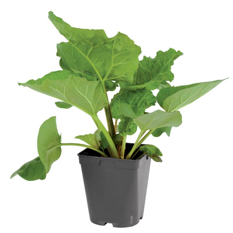 Plant de rhubarbe pot de 1litre