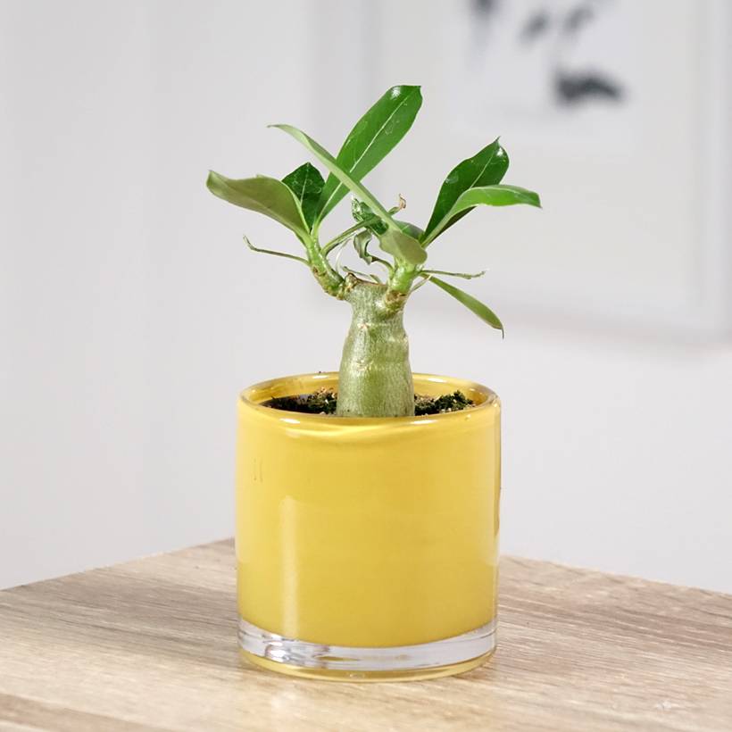 Adenium obesum - Rose du désert Mini-plante