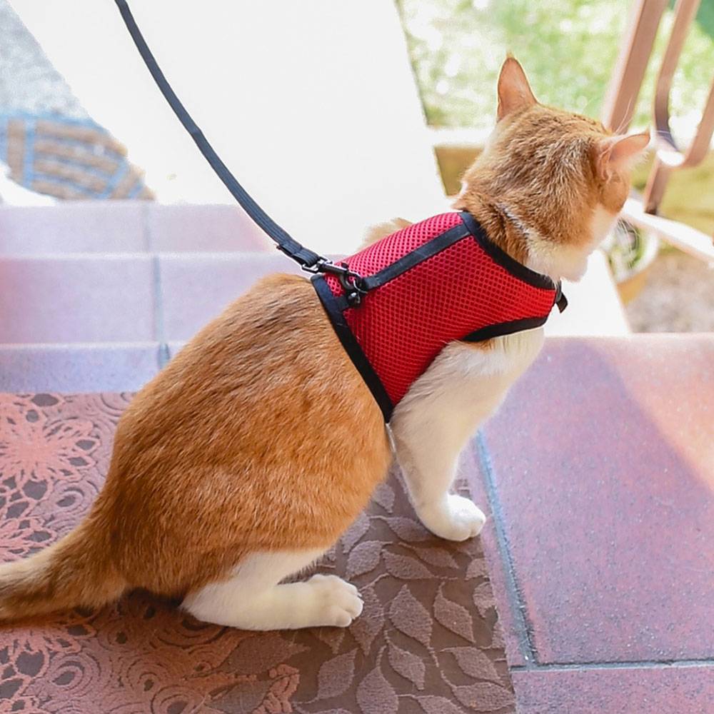 Ferplast - Harnais pour Chats JOGGING EXTRA LARGE, en Filet Perforé, avec Laisse élastiquée - Image 3