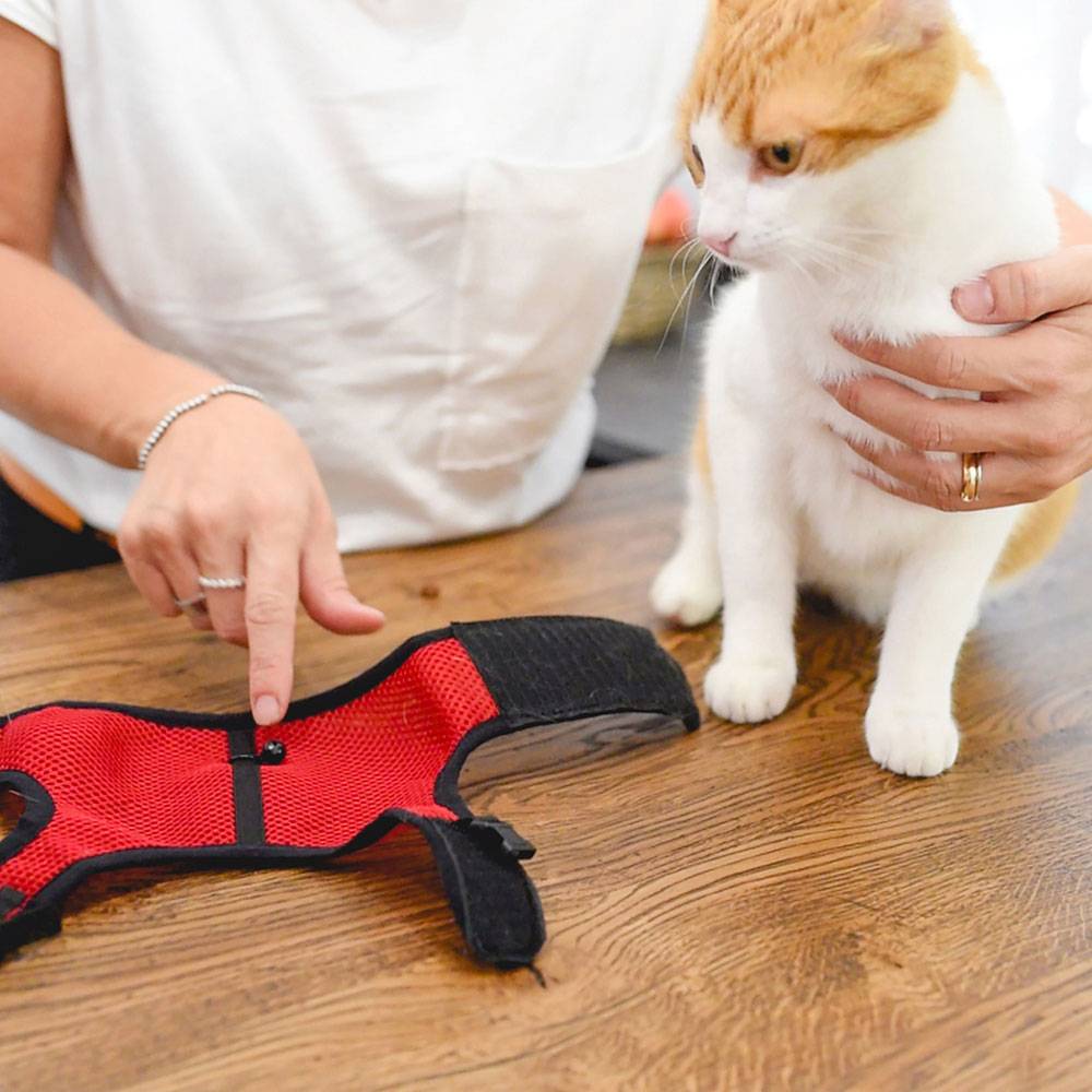 Ferplast - Arnés para Gatos JOGGING EXTRA GRANDE, en Malla Perforada, con Correa elástica - Imagen 5