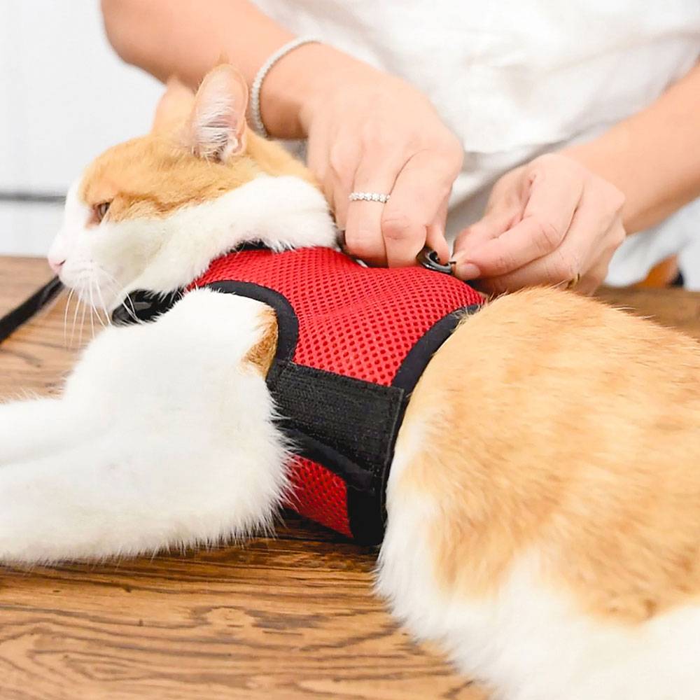 Ferplast - Arnés para Gatos JOGGING EXTRA GRANDE, en Malla Perforada, con Correa elástica - Imagen 8