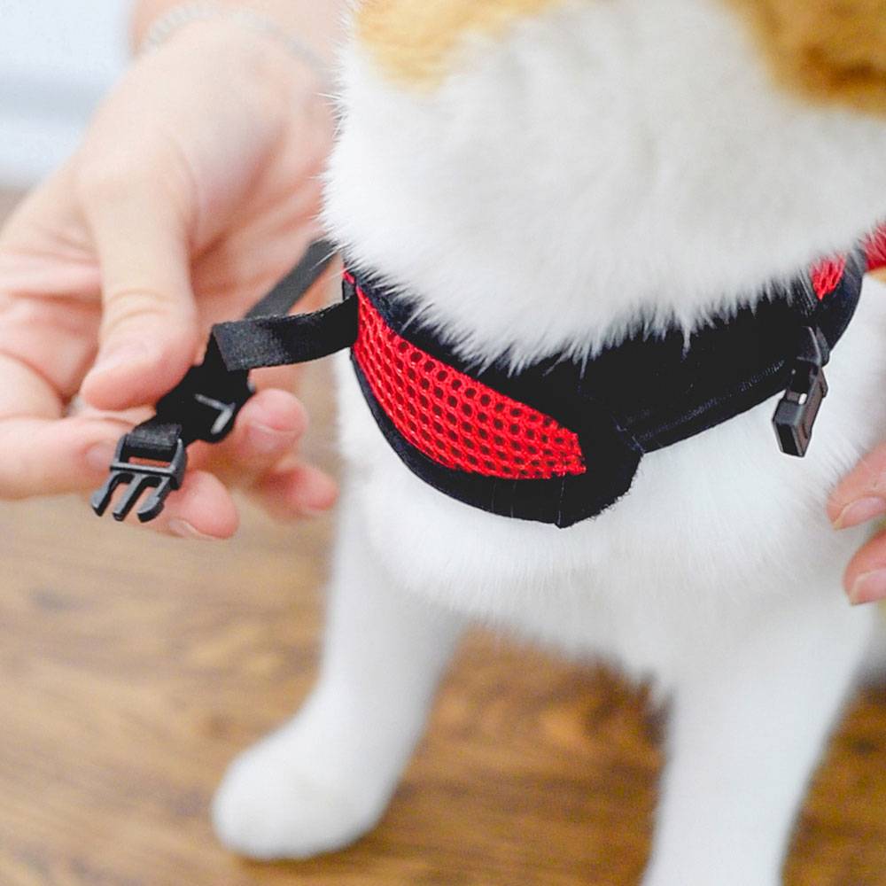 Ferplast - Harnais pour Chats JOGGING EXTRA LARGE, en Filet Perforé, avec Laisse élastiquée - Image 7