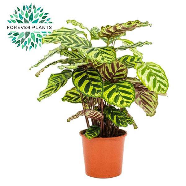 Calathea Makoyana - Ø17cm - ↕55cm - Plantes d'intérieur - Image 1