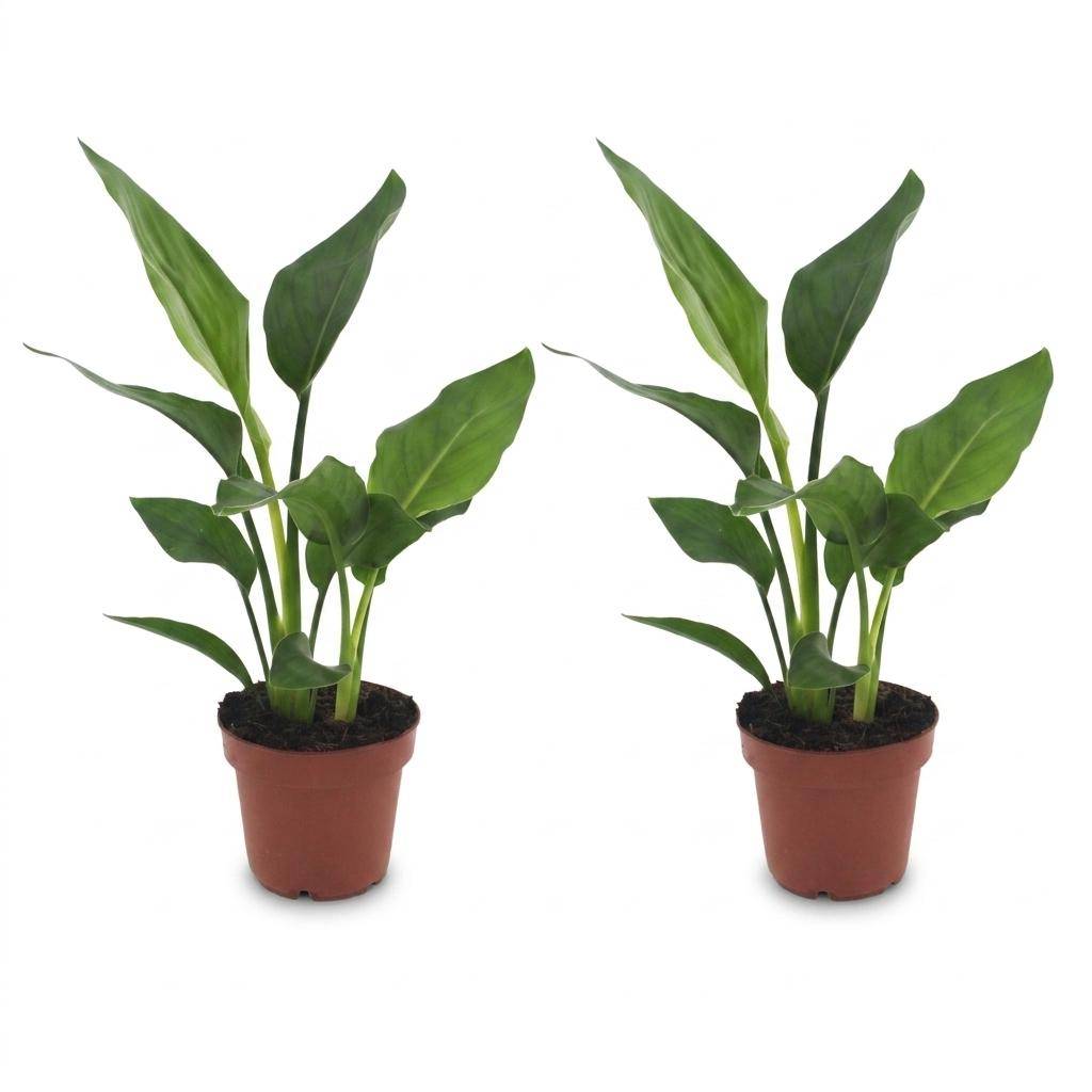 Strelitzia Reginea - Oiseau de paradis - Pot de 12cm - 2 plantes - Sans cache-pot - Plantes d'intérieur - Image 2