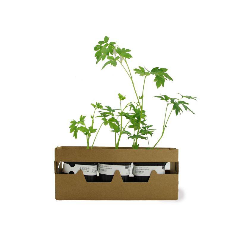 3 Coeurs De Marie Blanche (Dicentra Spectabilis 'Alba') - Lot de 3 vivaces - Pépinières Naudet - Imagen 4