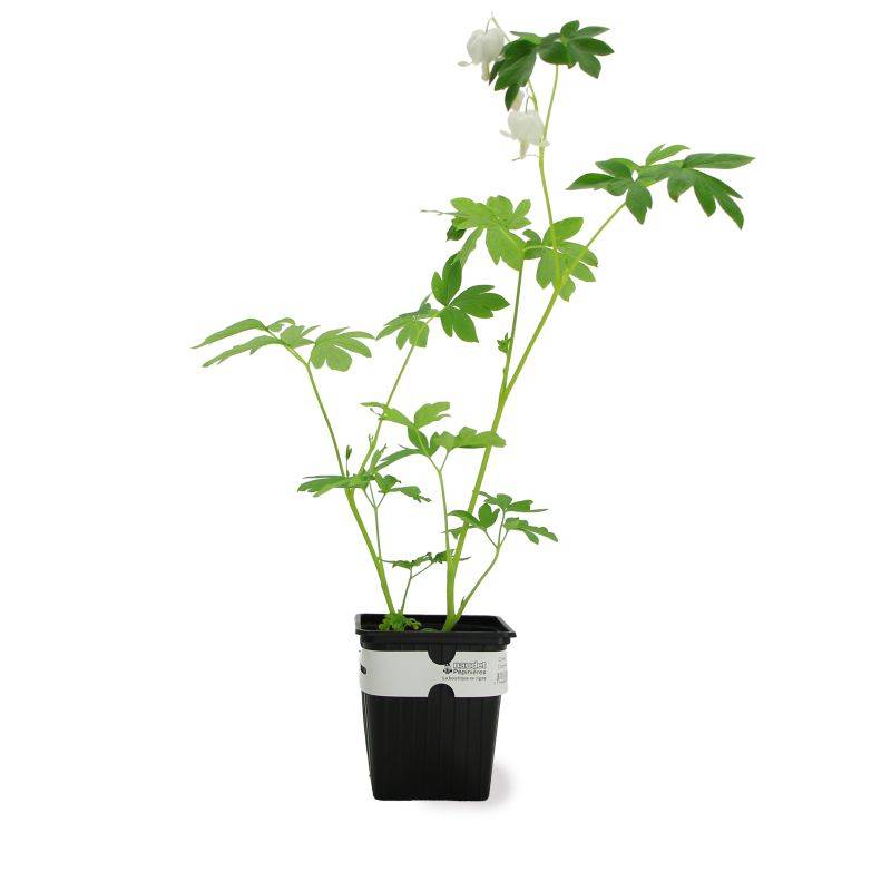 3 Coeurs De Marie Blanche (Dicentra Spectabilis 'Alba') - Lot de 3 vivaces - Pépinières Naudet - Imagen 2