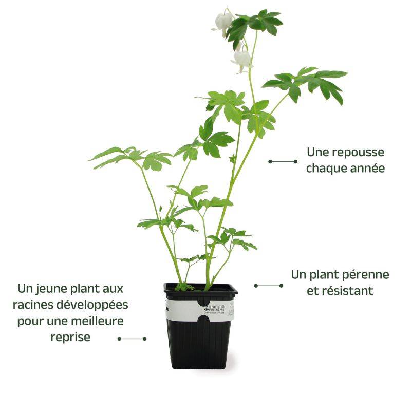 3 Coeurs De Marie Blanche (Dicentra Spectabilis 'Alba') - Lot de 3 vivaces - Pépinières Naudet - Imagen 3
