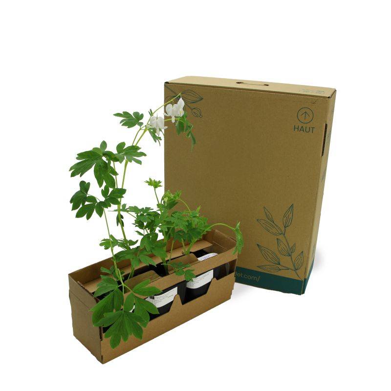 3 Coeurs De Marie Blanche (Dicentra Spectabilis 'Alba') - Lot de 3 vivaces - Pépinières Naudet - Imagen 5
