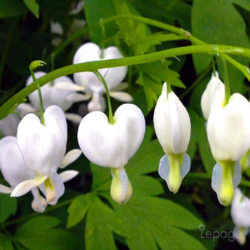 3 Coeurs De Marie Blanche (Dicentra Spectabilis 'Alba') - Lot de 3 vivaces - Pépinières Naudet - Imagen 1
