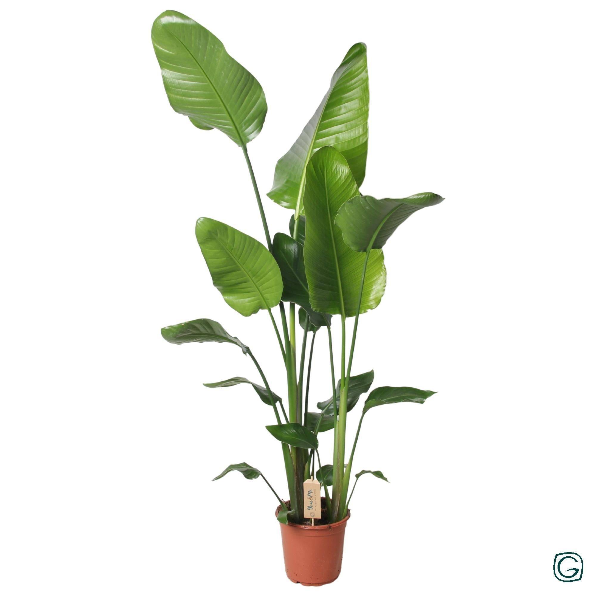 La Green Touch - Strelitzia Nicolai 130cm - D21 H130cm