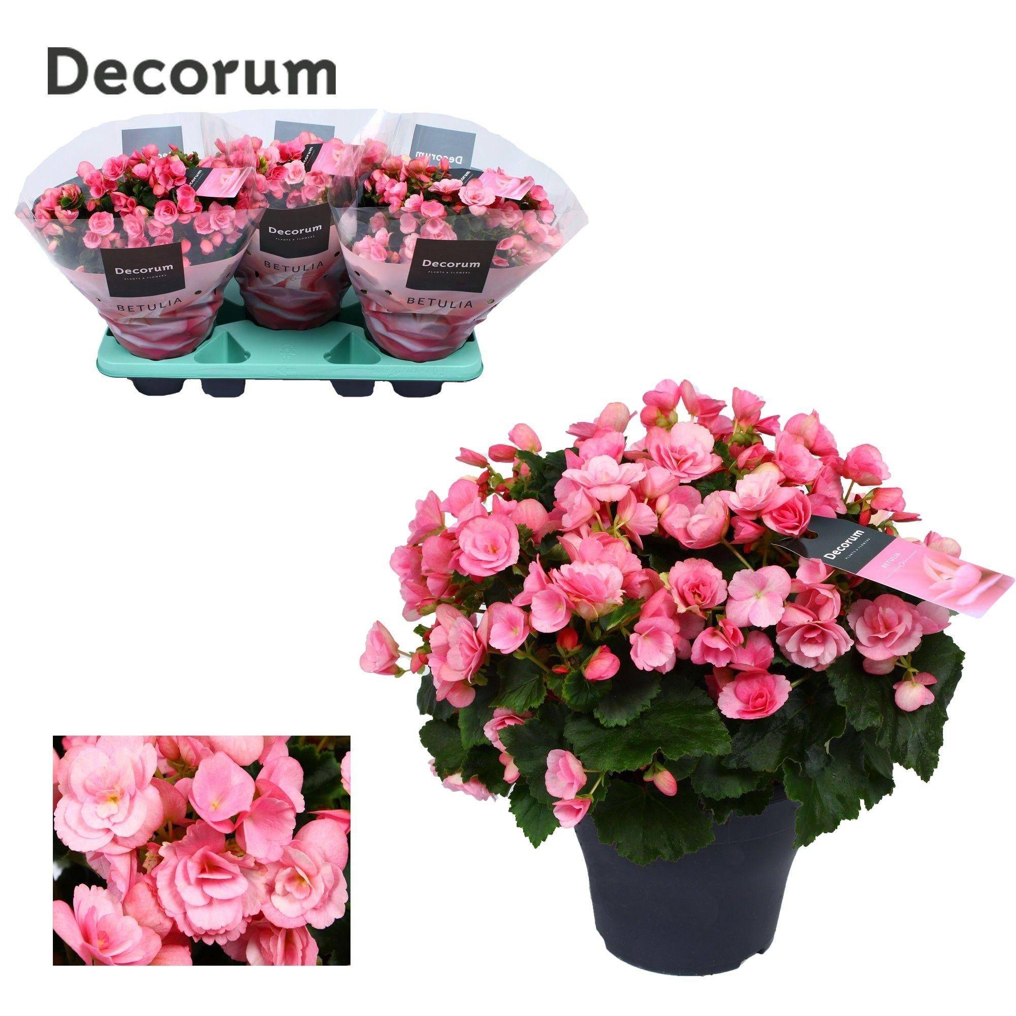 La Green Touch - Begonia Betulia 'Candy' Rose - D19 H35cm