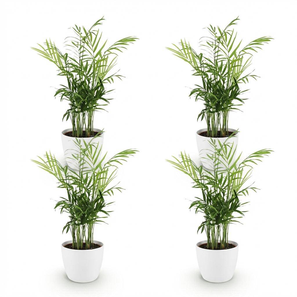 La Green Touch - Chamaedorea Elegans - H40cm - Image 4
