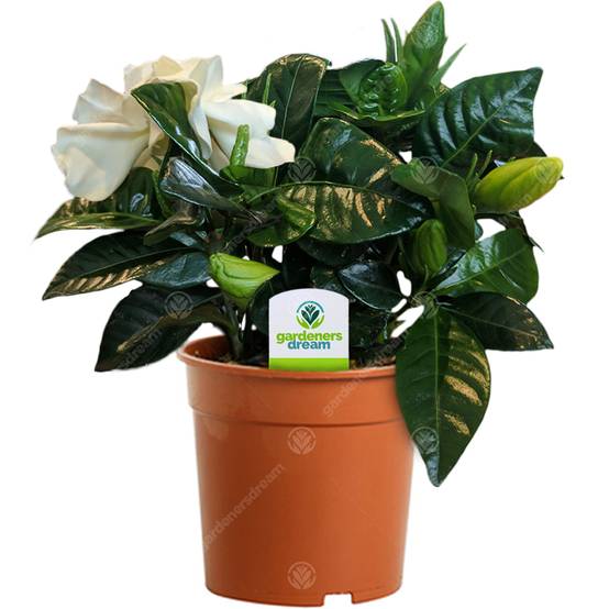 Gardenersdream - Gardenia Jasminoides - 1 Plante - Maison / Bureau Plante D'Intérieur En Pot - GardenersDream - Image 1