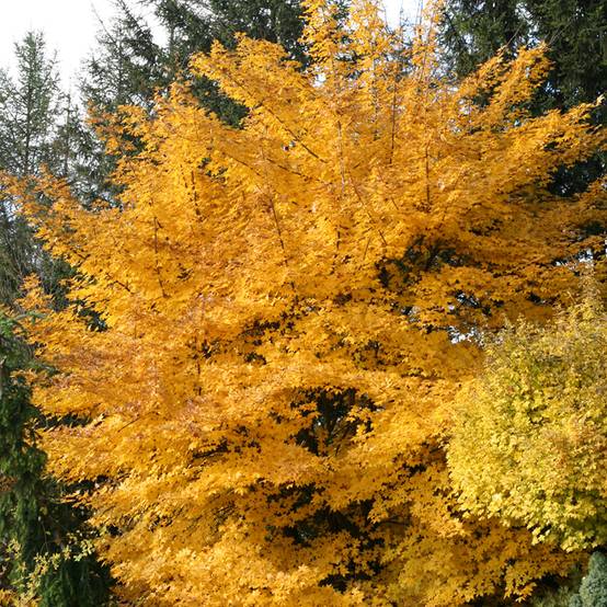 Acer x zoeschense Annae - Erable hybride de Zöschen Pot de 12L/15L