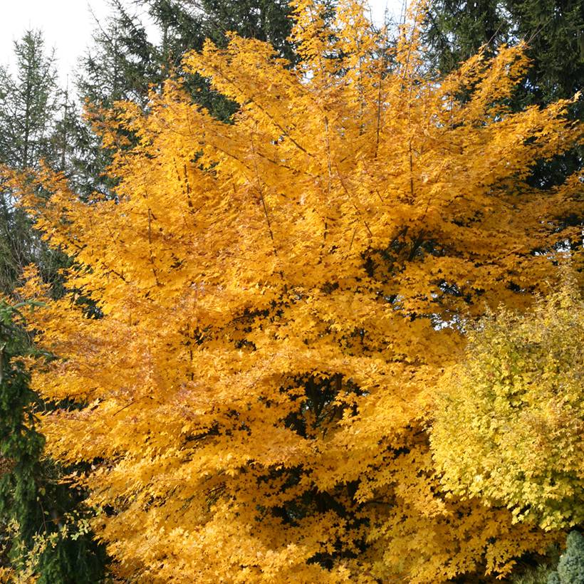 Acer x zoeschense  Annae - Erable hybride de Zöschen Pot de 12L/15L