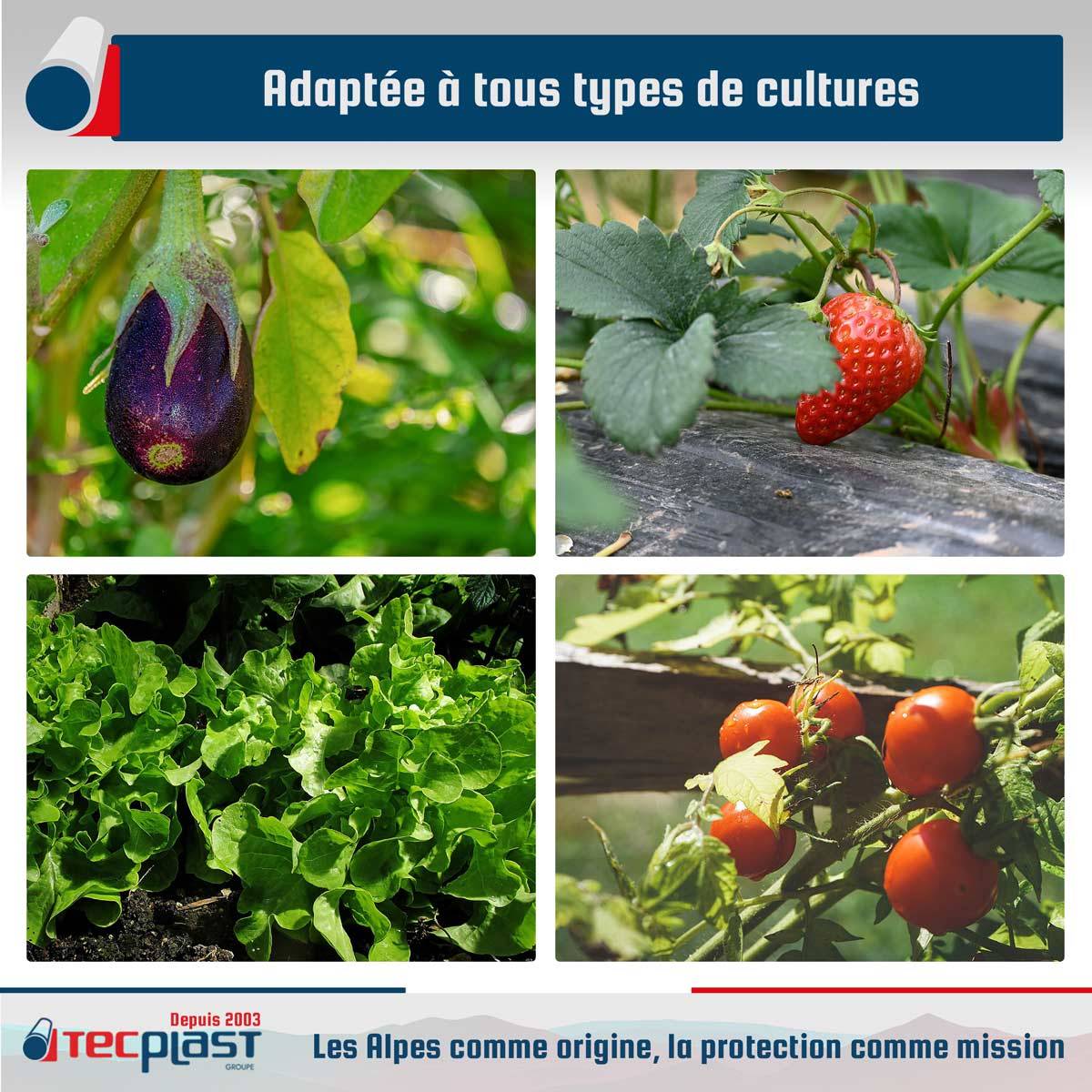 Bâche Serre 1,5x15 m 150SE - Film plastique transparent pour serre de jardin - Haute Qualité - Made in France TECPLAST - Image 4