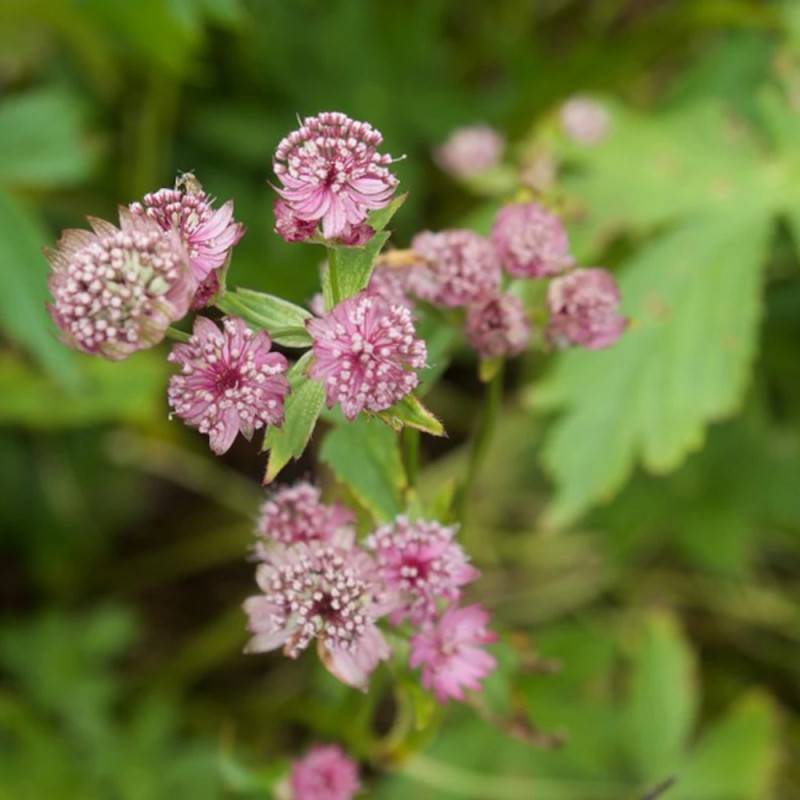 Astrance major Rubra à fleurs Rouge/ - feuillage Caduc - Godet - 5/20 cm - Imagen 3