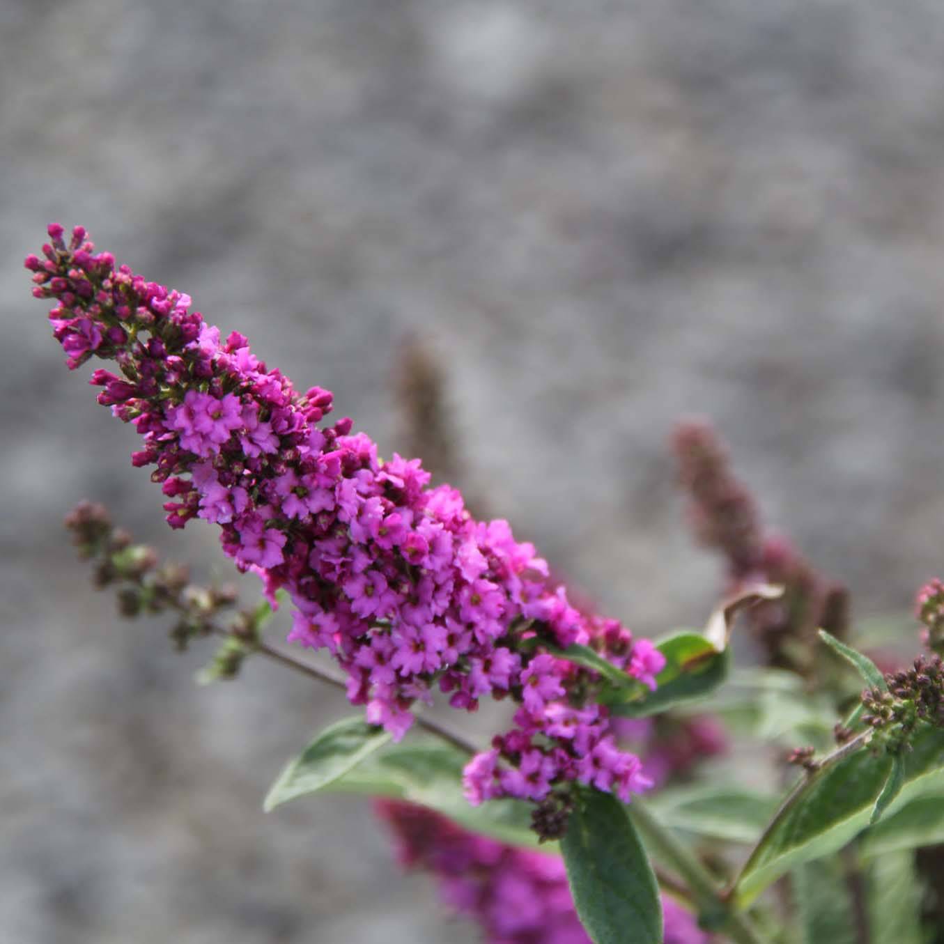 Promesse de Fleurs - Buddleja Pink Micro Chip - Arbre aux papillons nain Pot de 3L/4L - Image 1