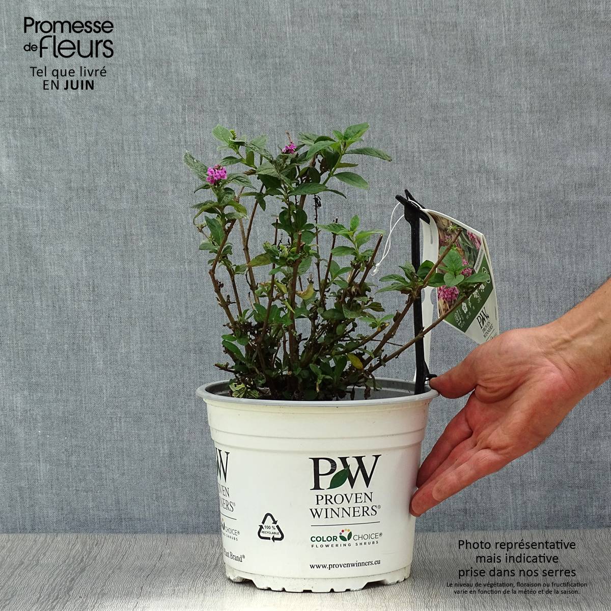 Promesse de Fleurs - Buddleja Pink Micro Chip - Arbre aux papillons nain Pot de 3L/4L - Image 2