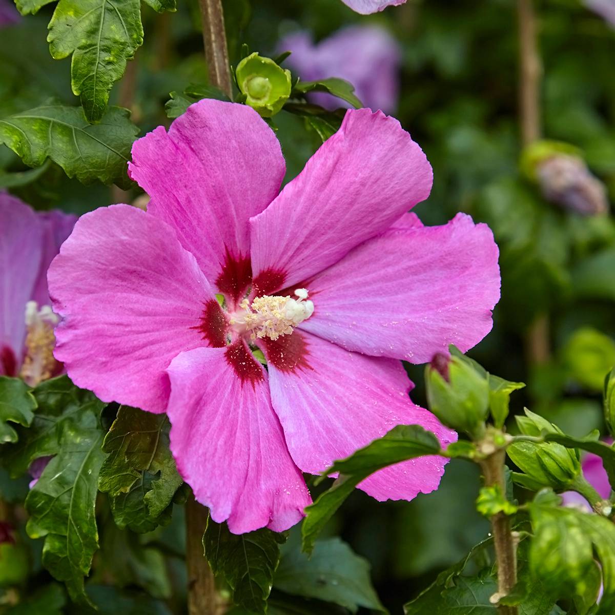 Hibiscus Pink Giant - Althéa rose à coeur rouge Pot de 4L/5L - Image 1