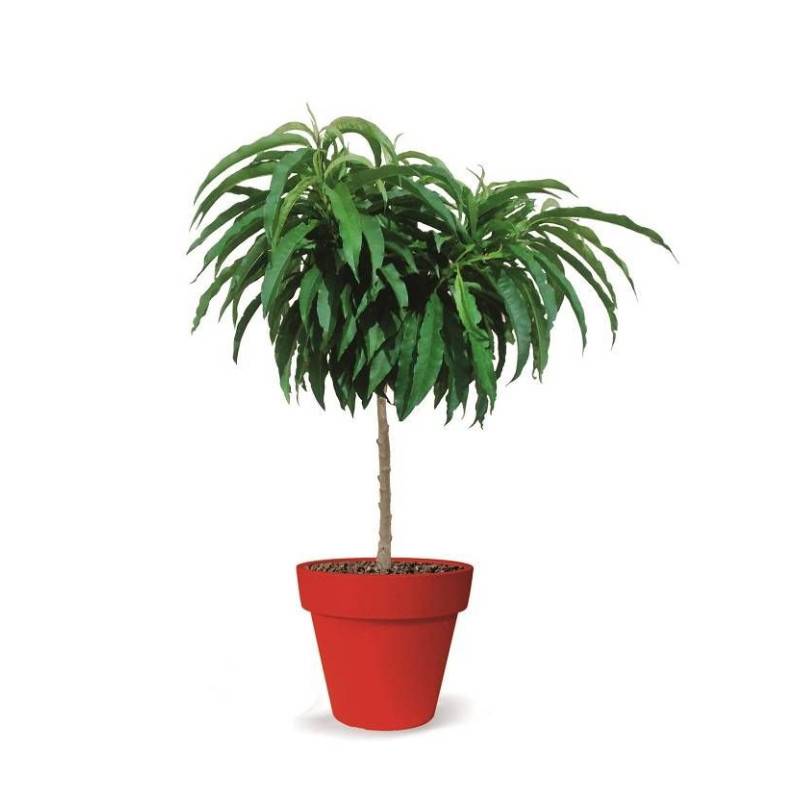 Nectarinier nain Nectarinette - Nains de jardins® - Bon rendement - Pot de 5L - 40/80 cm - De 1,50 m à 2,00 m - Image 8