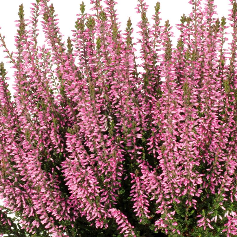 Bruyère d'été - Calluna Garden Girls Pink Bettina Godet de 8/9 cm