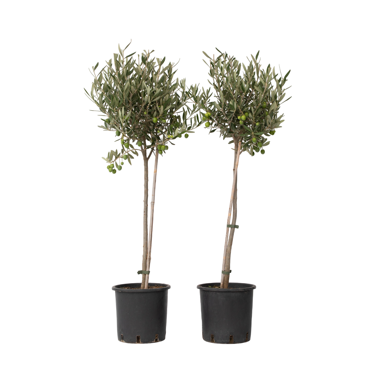 Olivier - Set de 2 - Olea europaea - Hauteur 80-90cm - ⌀19cm - Image 1