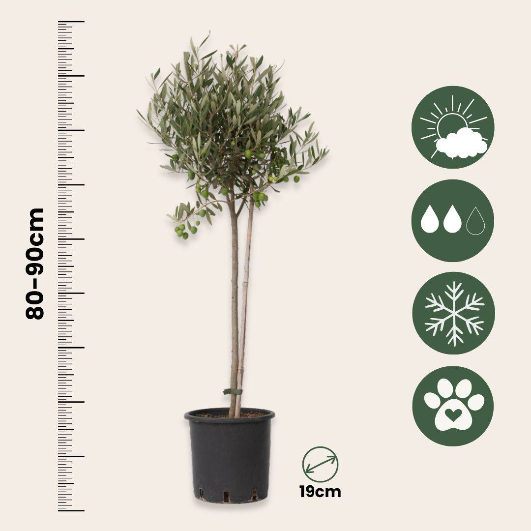 Olivier - Set de 2 - Olea europaea - Hauteur 80-90cm - ⌀19cm - Image 6