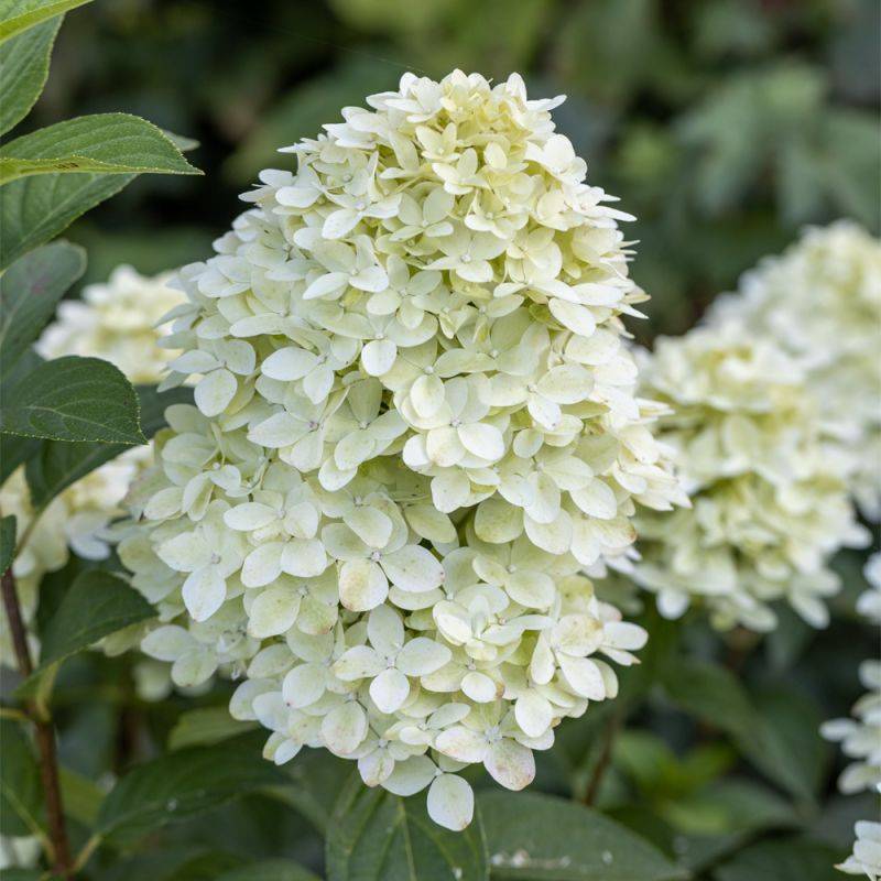 Collection 3 Hydrangea - Godet 8cm et + - Pépinières Naudet - Image 2