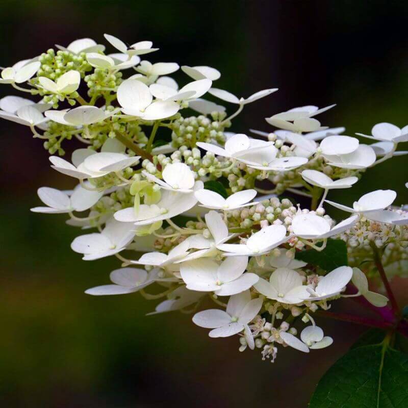 Collection 3 Hydrangea - Godet 8cm et + - Pépinières Naudet - Image 4