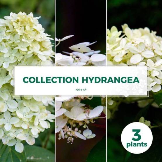 Collection 3 Hydrangea - Godet 8cm et + - Pépinières Naudet - Image 1
