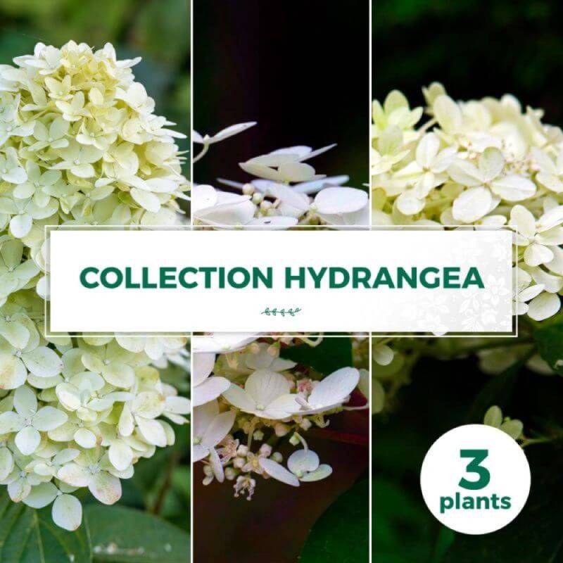 Collection 3 Hydrangea - Godet 8cm et + - Pépinières Naudet - Image 1