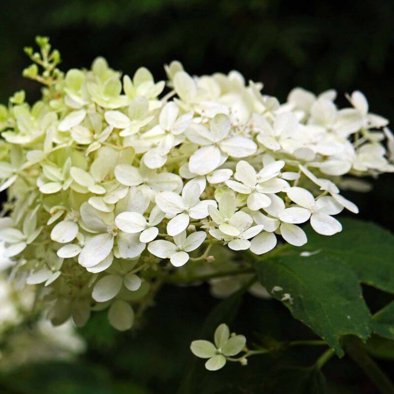 Collection 3 Hydrangea - Godet 8cm et + - Pépinières Naudet - Image 3