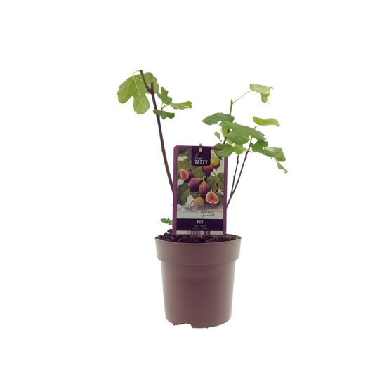 Ficus Bornholm (15017) - D15 H40cm