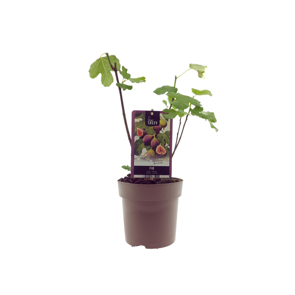 Ficus Bornholm (15017) - D15 H40cm