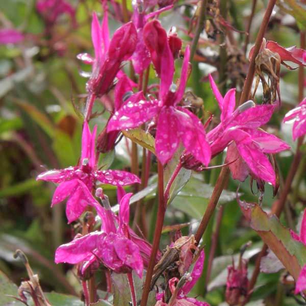 Lobelia speciosa Tania Godet de 7/8 cm