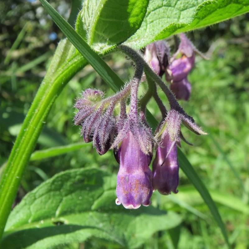 Consoude officinale Purpureum à fleurs Bleue - feuillage Caduc - Godet - 5/20 cm-  hauteur à maturité De 0,15 m à 0,50 m - Image 2