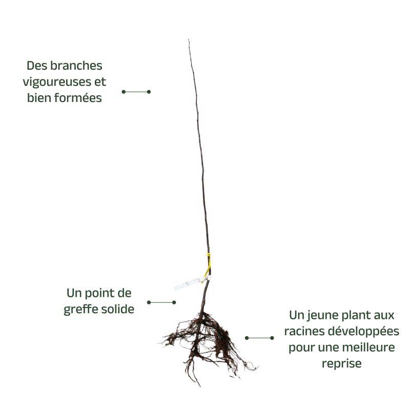 Cognassier 'Géant de Vranja' (Cydonia oblonga 'Géant de Vranja') - Scion de 100 à 150cm - Pépinières Naudet - Imagen 3