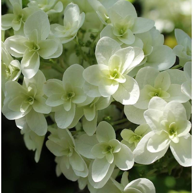 Hortensia Wedding Gown®, Hydrangea macrophylla à fleurs Blanche - feuillage Caduc - Pot de 1,5L - 20/40 cm-  hauteur à maturité De 1,00 m à 1,50 m - Imagen 1