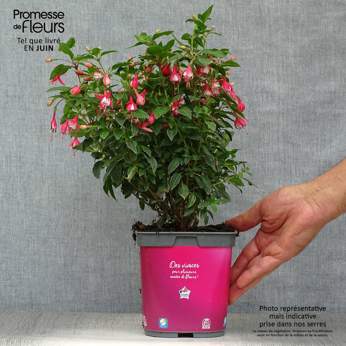 Fuchsia rustique Lady Thumb Pot de 2L/3L - Image 2