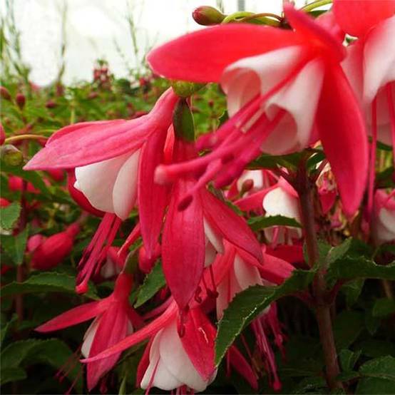 Fuchsia rustique Lady Thumb Pot de 2L/3L - Image 1