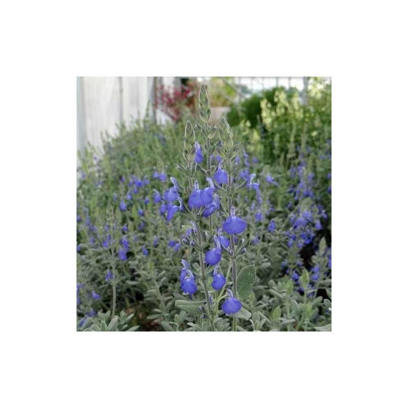 Sauge arbustive bleue à fleurs Bleue/ - feuillage Caduc - Godet - 5/20 cm - Imagen 5