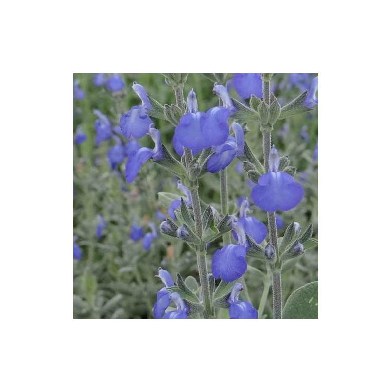 Sauge arbustive bleue à fleurs Bleue/ - feuillage Caduc - Godet - 5/20 cm - Imagen 6